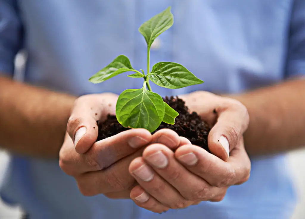 Manos unidas con tierra y una planta creciendo